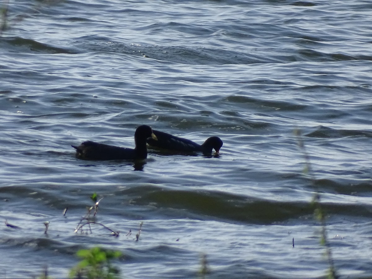 White-winged Coot - ML638248954