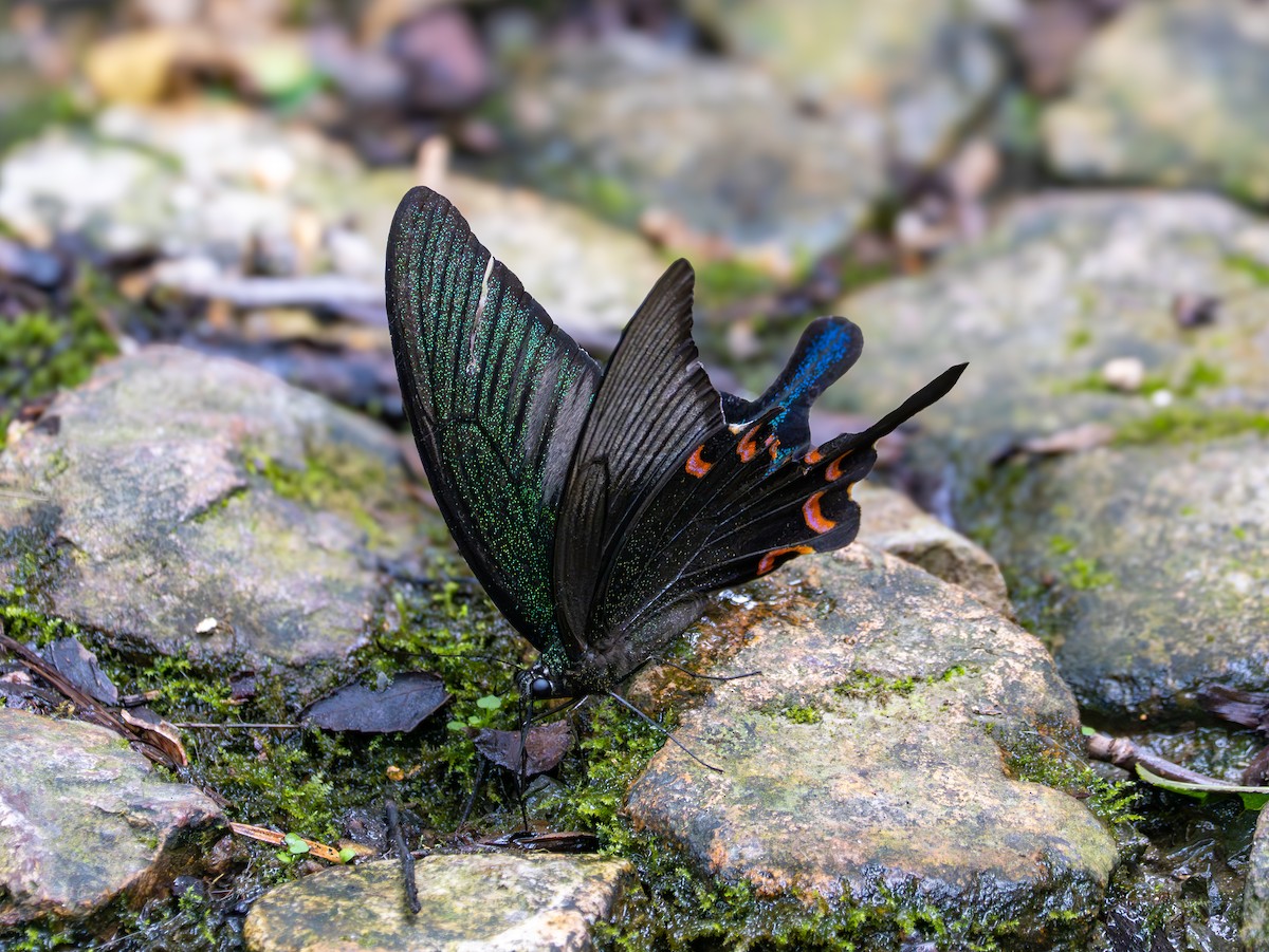 Insects - ML638248956