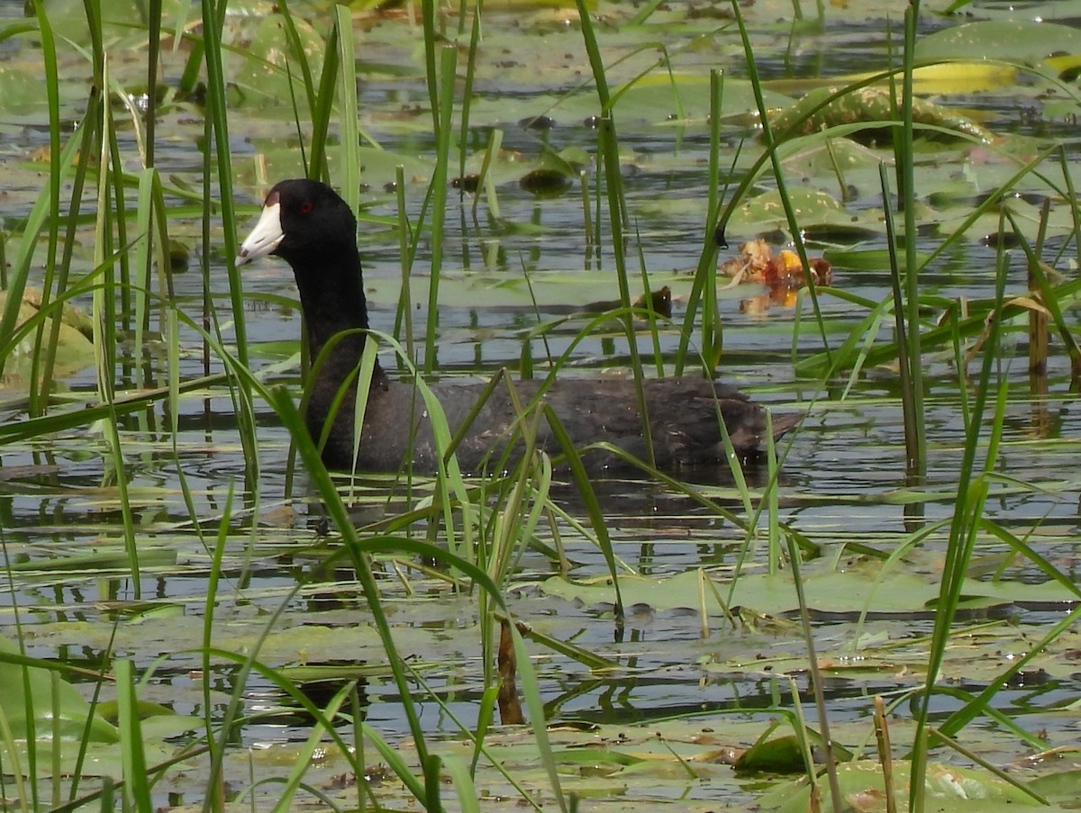 American Coot - ML638248976