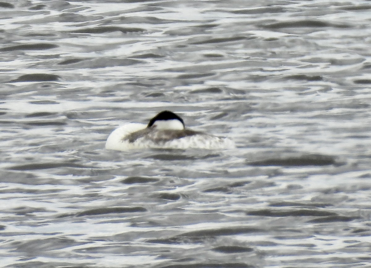 Clark's Grebe - ML638249000