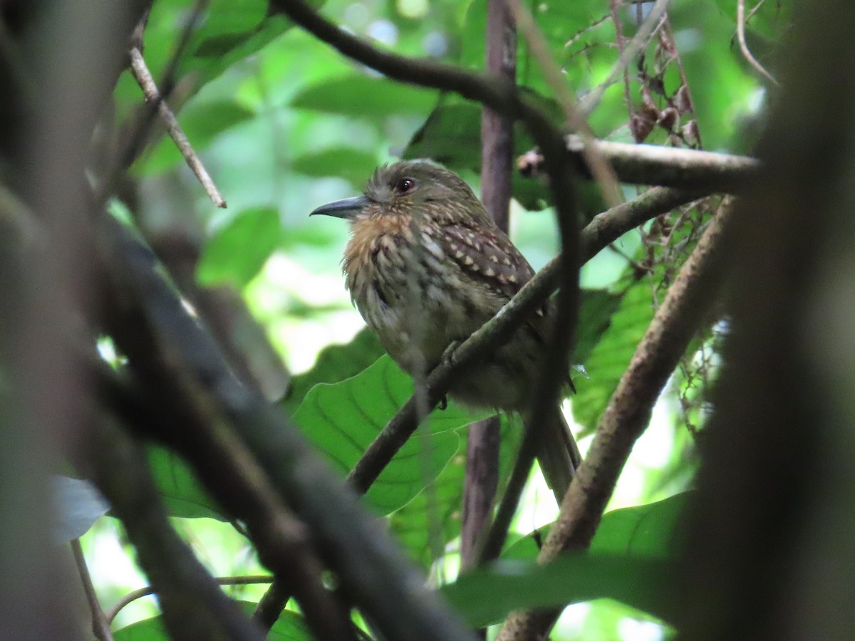 White-whiskered Puffbird - ML638249013