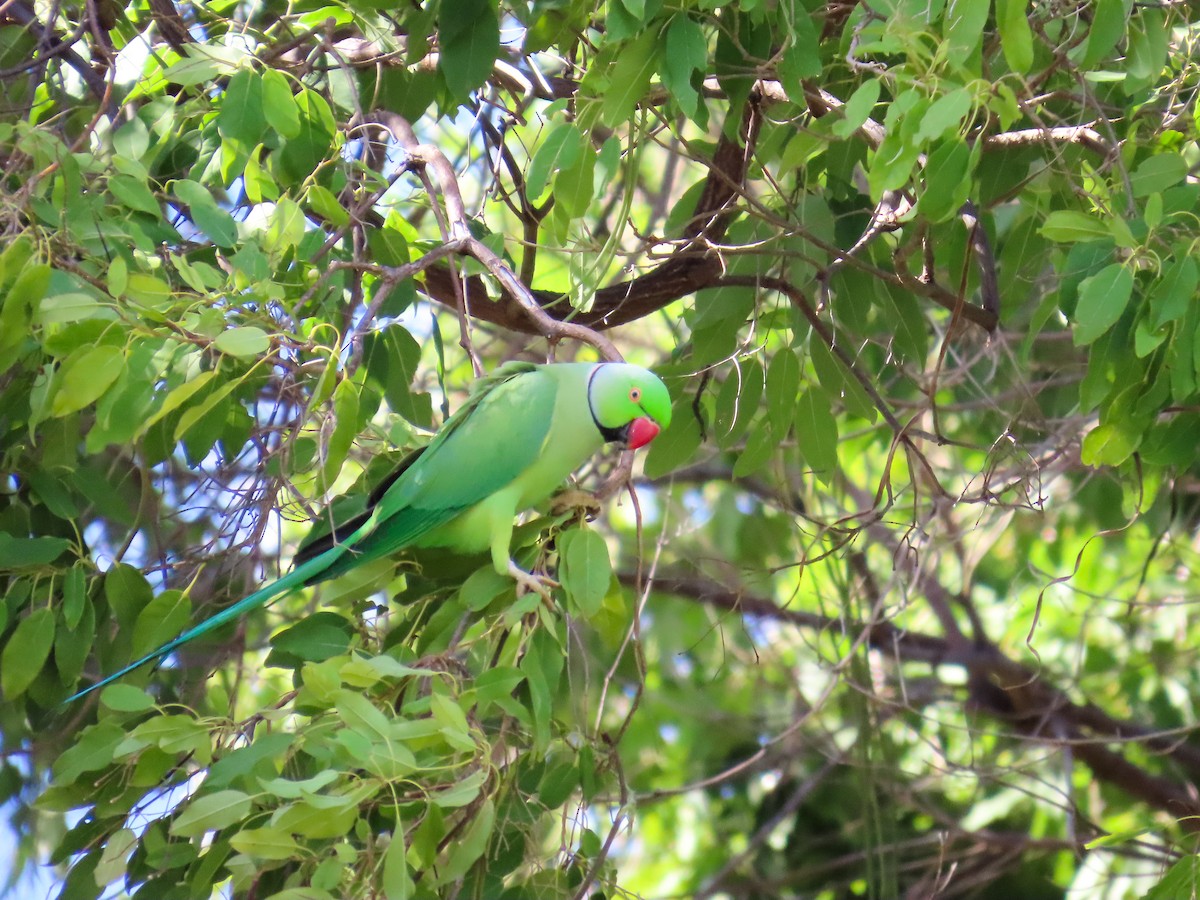 Rose-ringed Parakeet - ML638249020