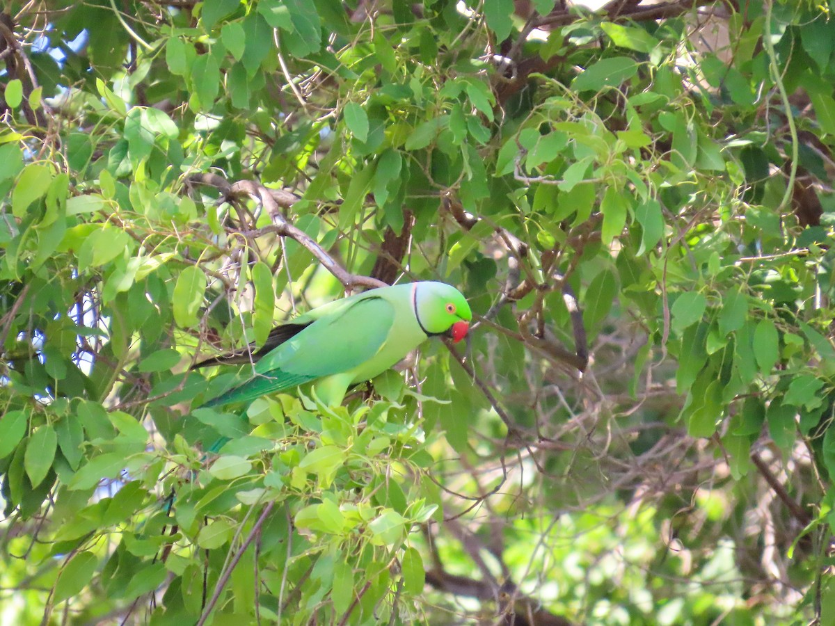 Rose-ringed Parakeet - ML638249021