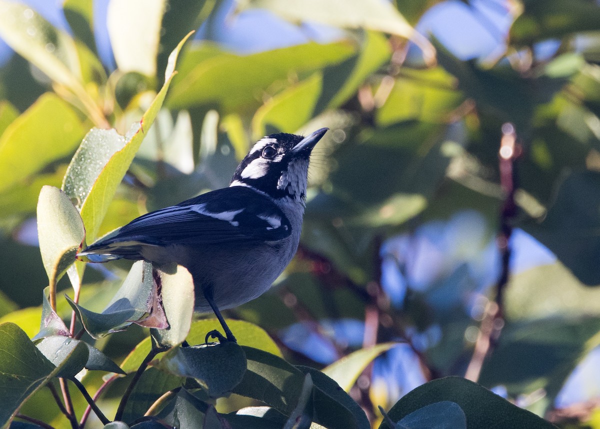 White-eared Monarch - ML638249022