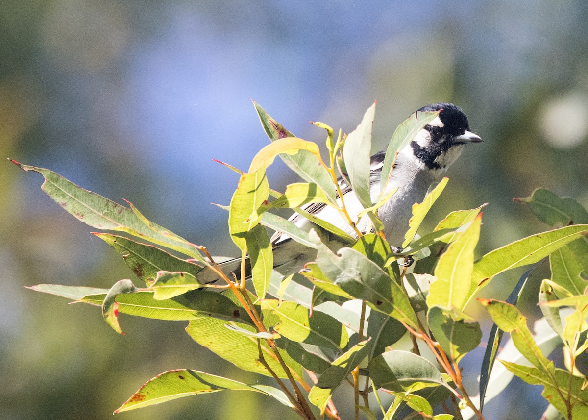White-eared Monarch - ML638249023