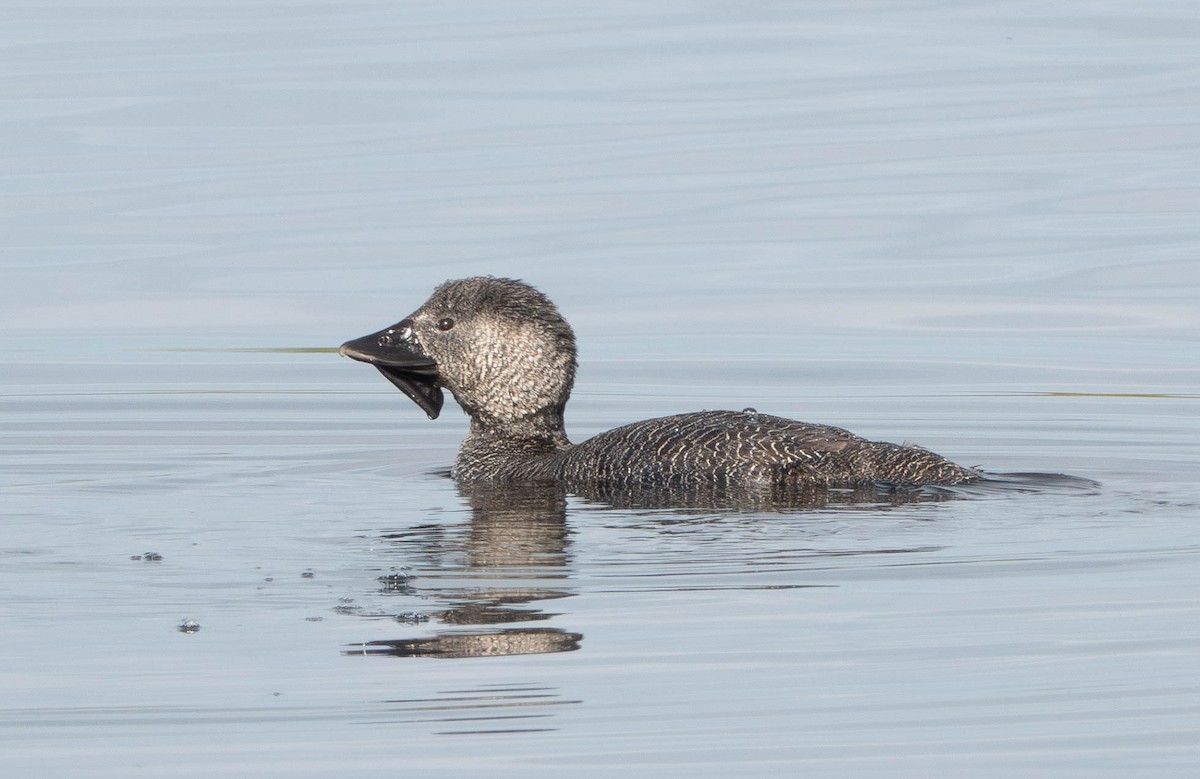Musk Duck - ML638249031