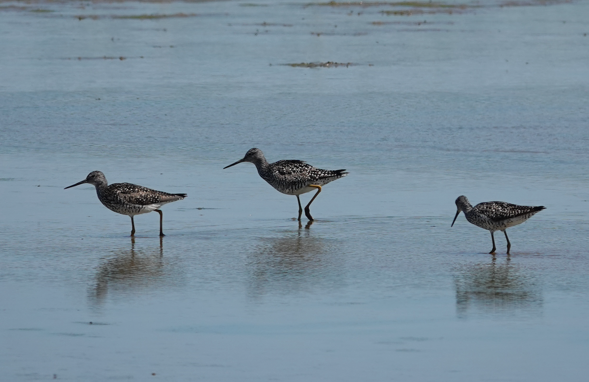 Greater Yellowlegs - ML638249039