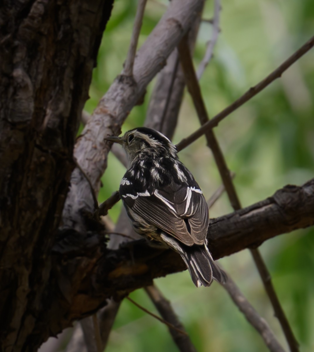 Black-and-white Warbler - ML638249040