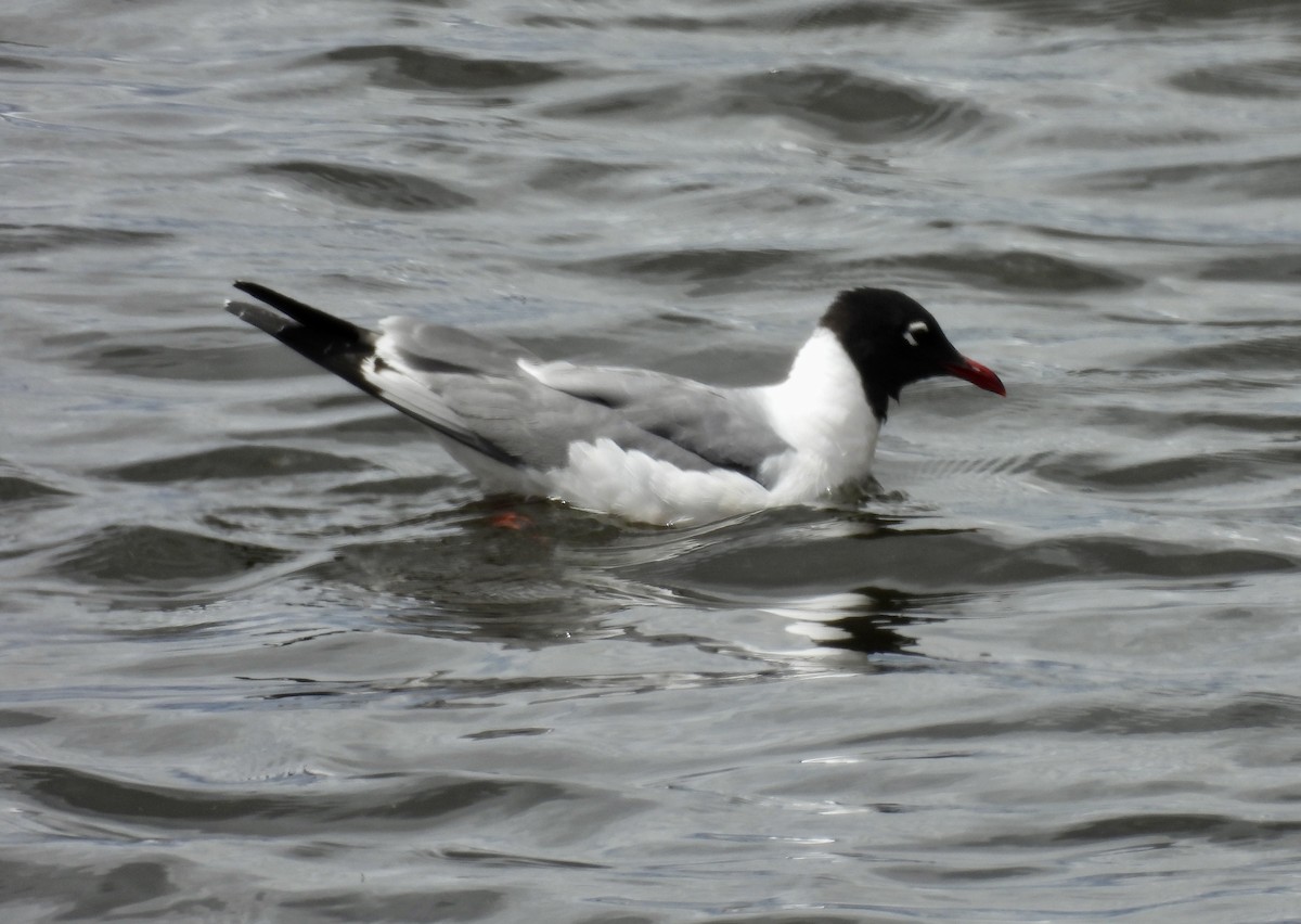Franklin's Gull - ML638249042
