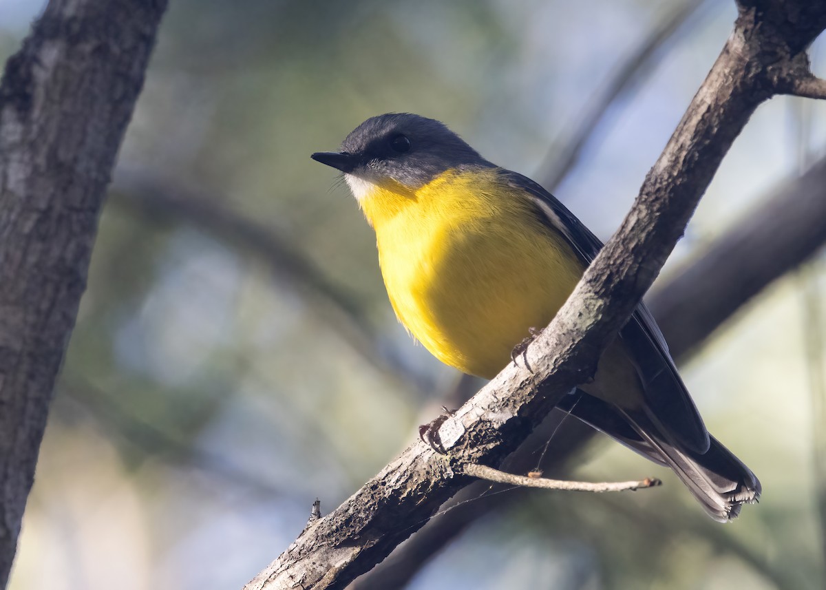 Eastern Yellow Robin - ML638249043