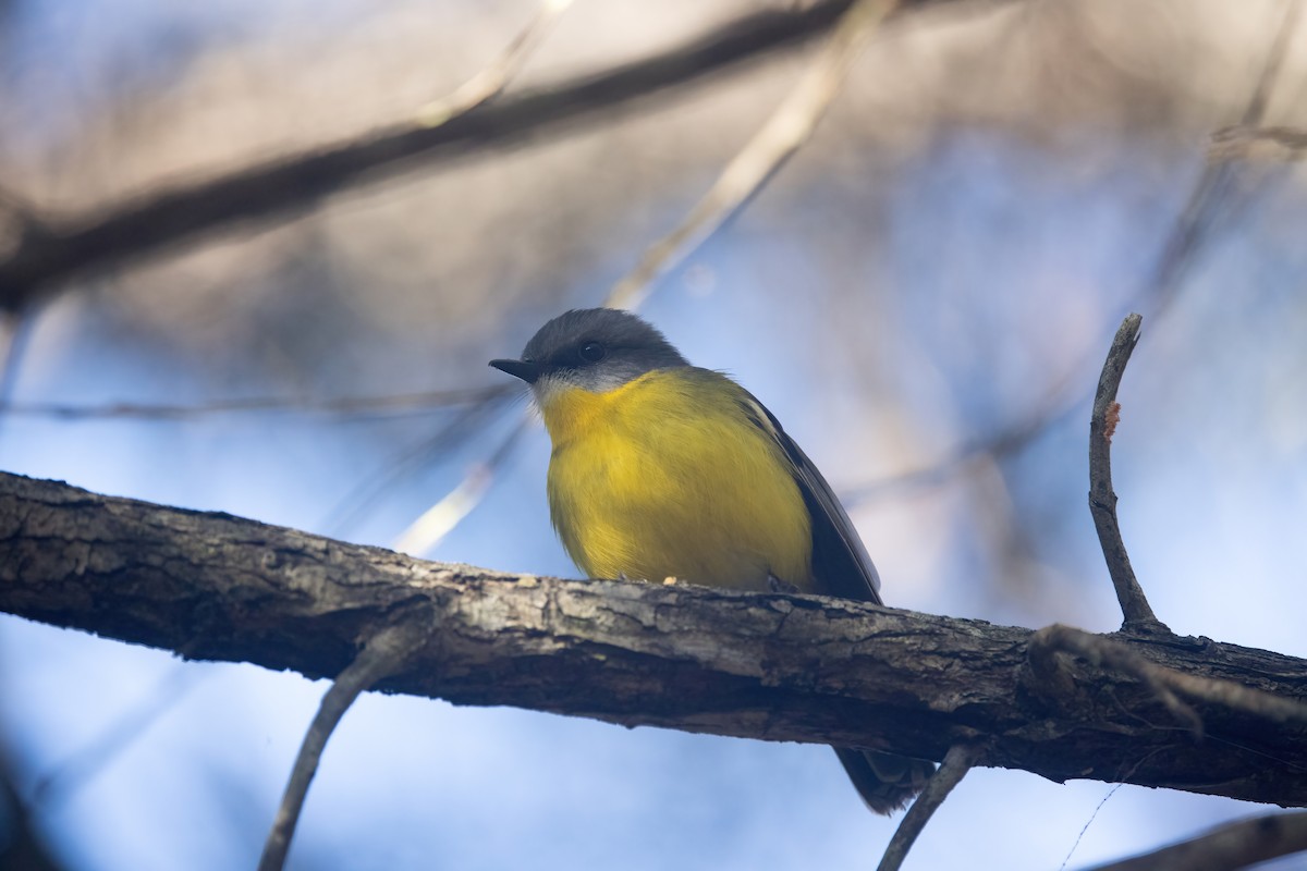 Eastern Yellow Robin - ML638249044