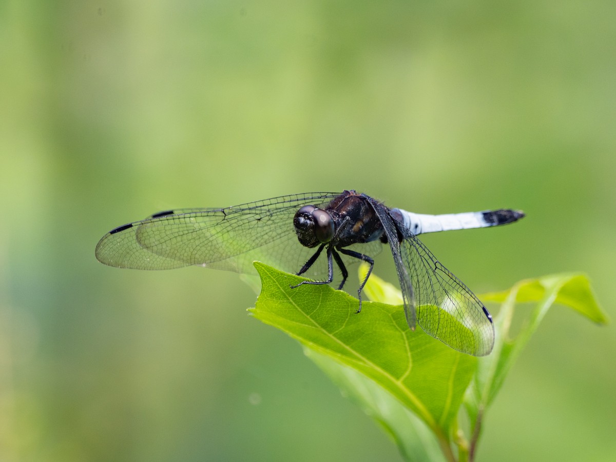 Insects - ML638249046