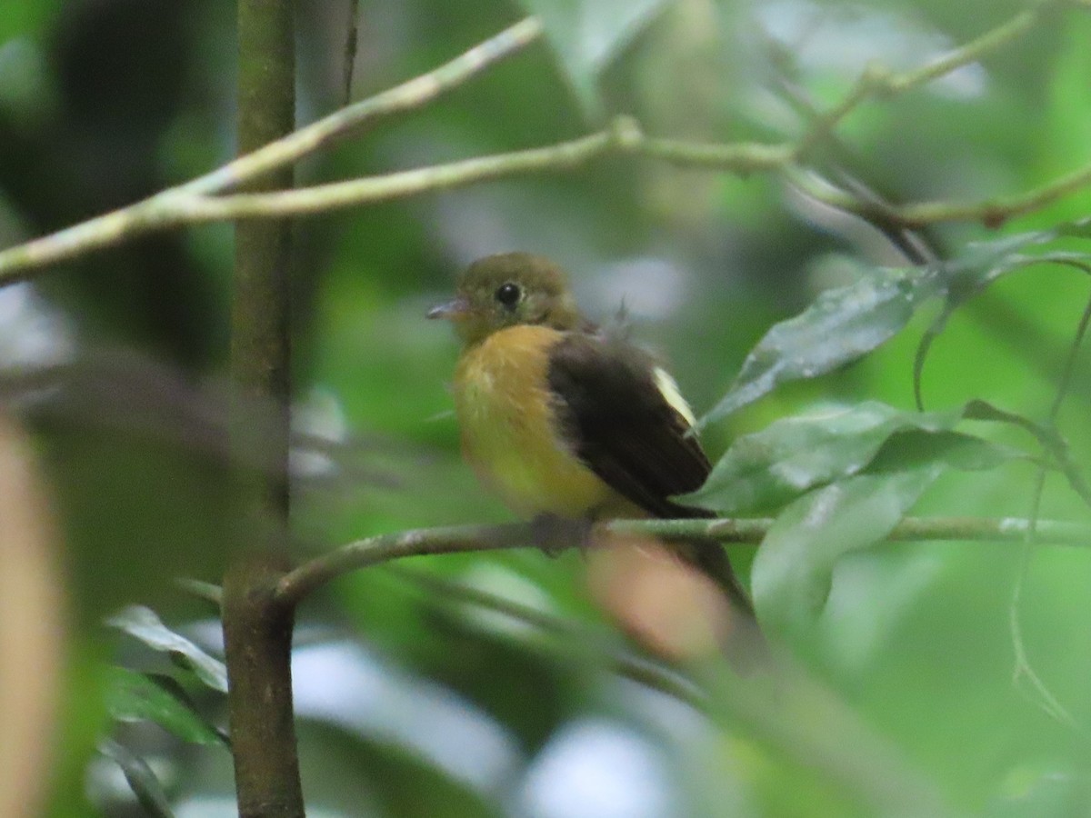 Sulphur-rumped Flycatcher - ML638249052