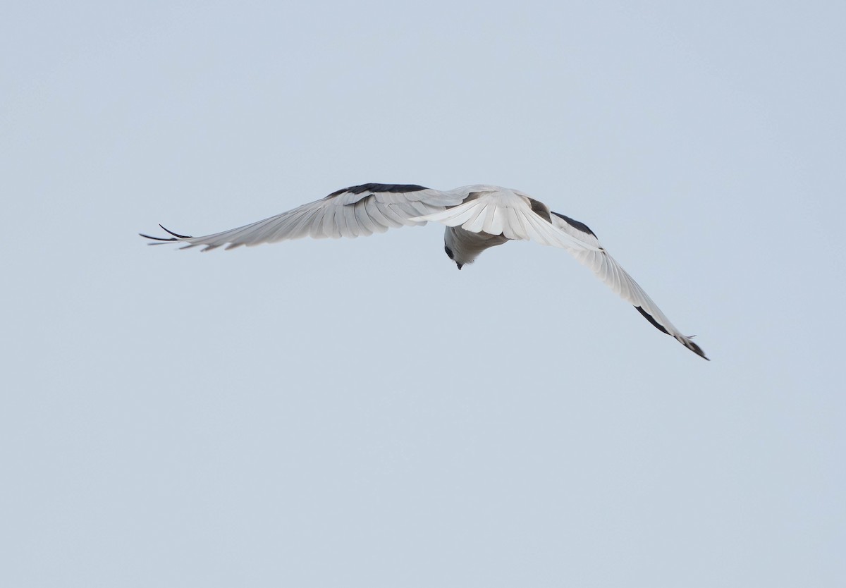 Black-shouldered Kite - ML638249054