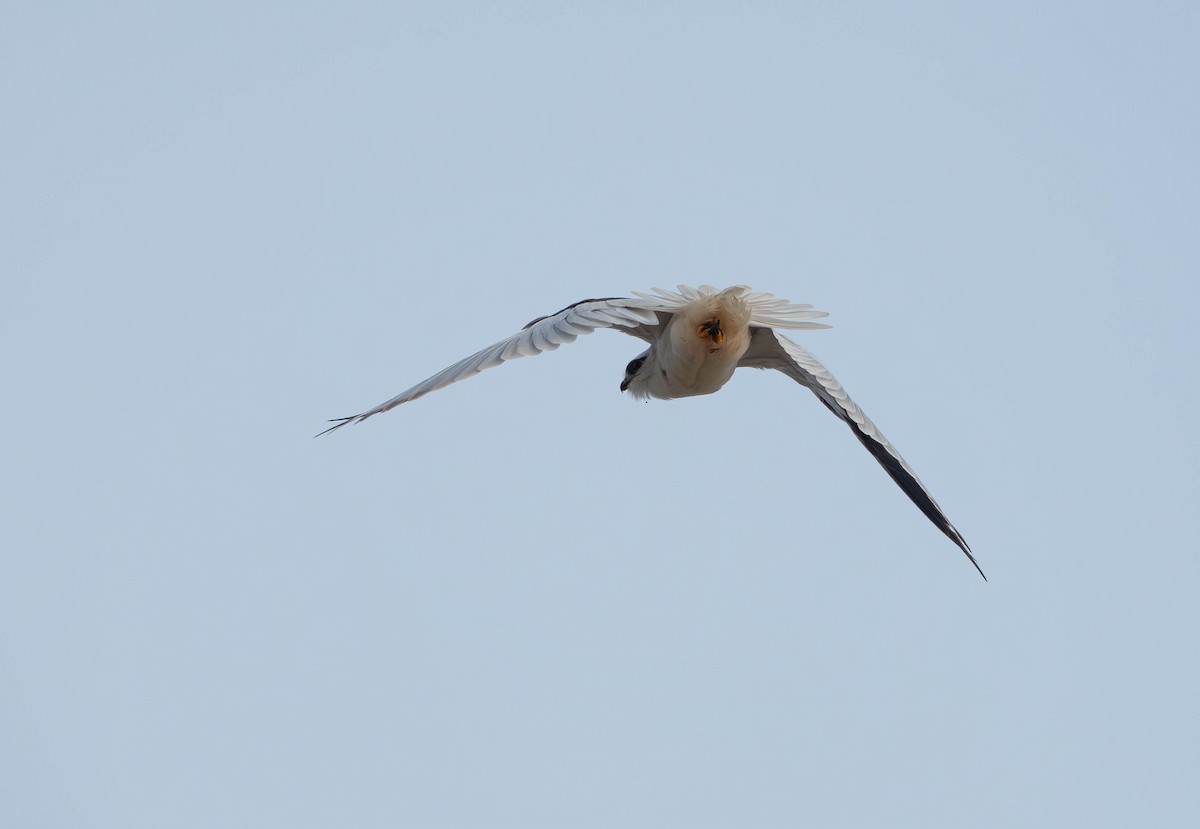 Black-shouldered Kite - ML638249056