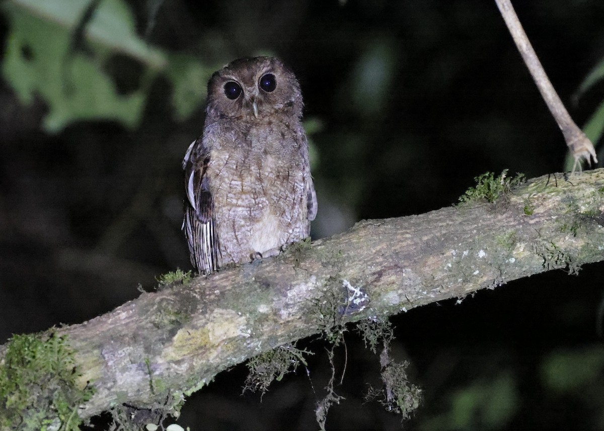 Rufescent Screech-Owl - ML638249057
