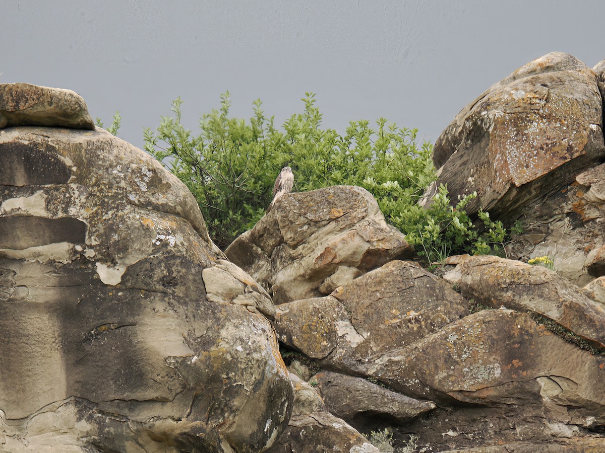 Prairie Falcon - ML638249068