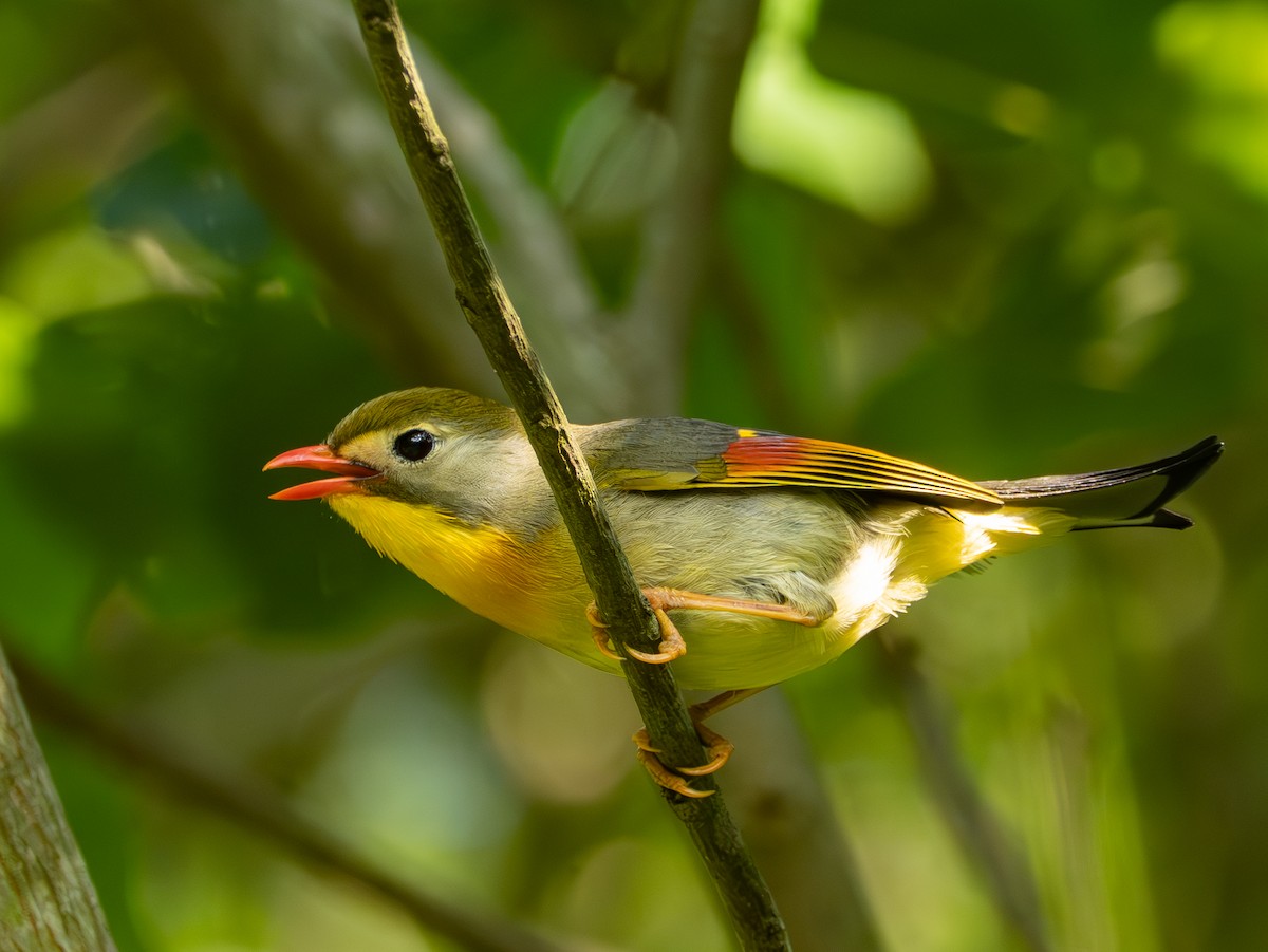 Red-billed Leiothrix - ML638249073