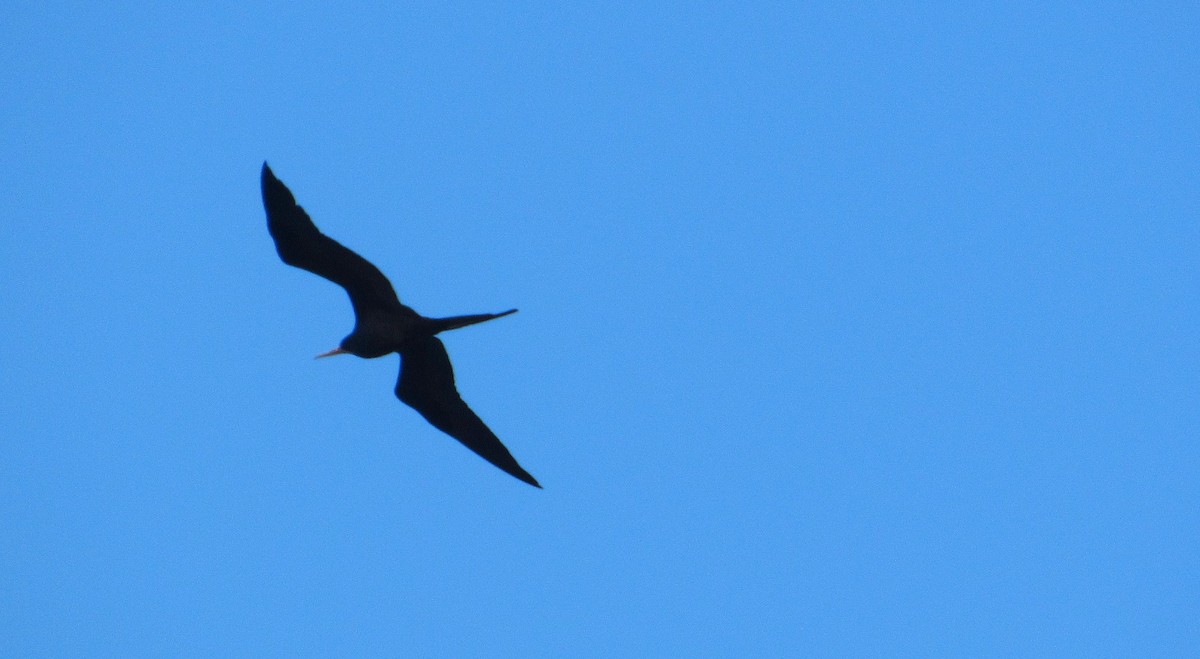 Magnificent Frigatebird - ML638249085