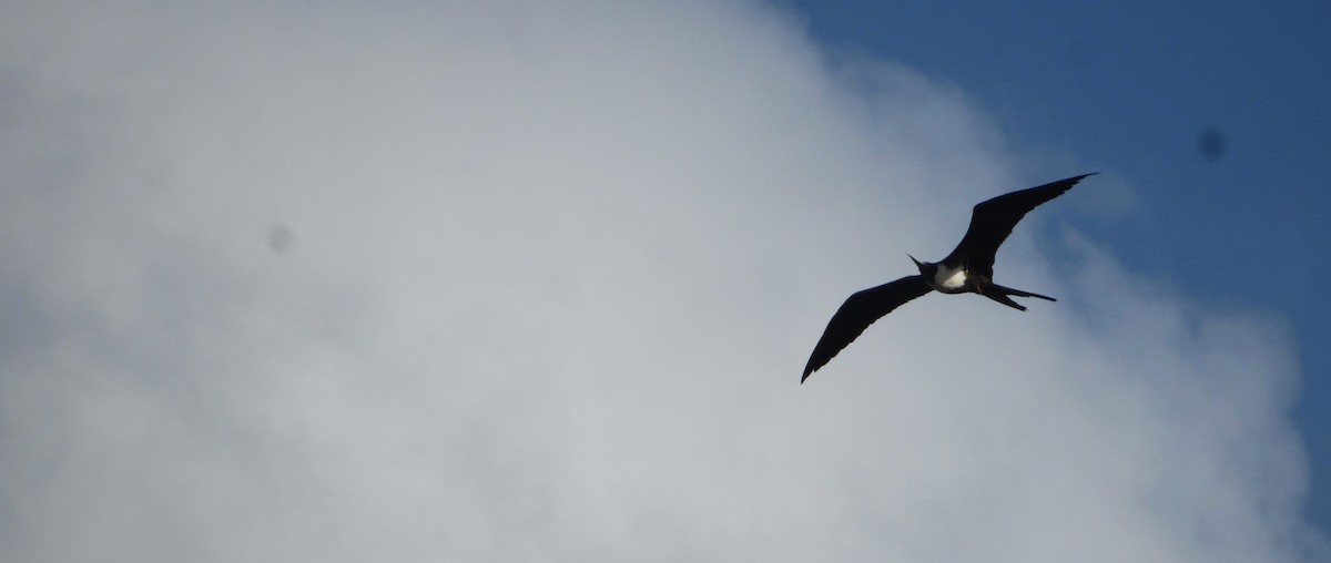 Magnificent Frigatebird - ML638249086