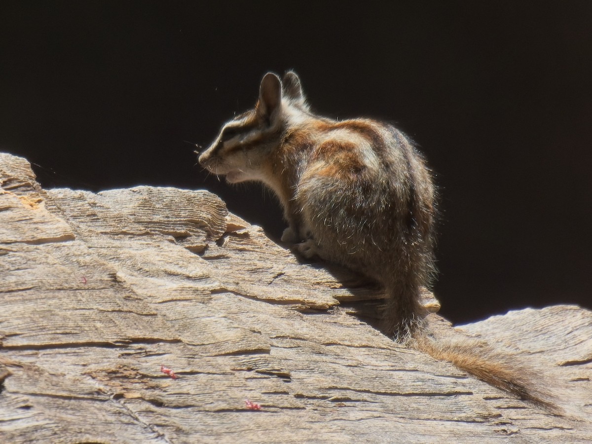 Mammals - ML638249088