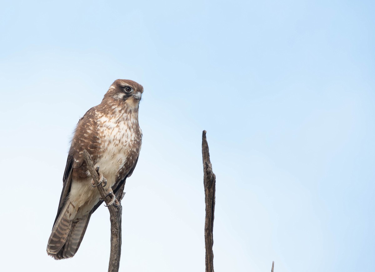 Brown Falcon - ML638249091