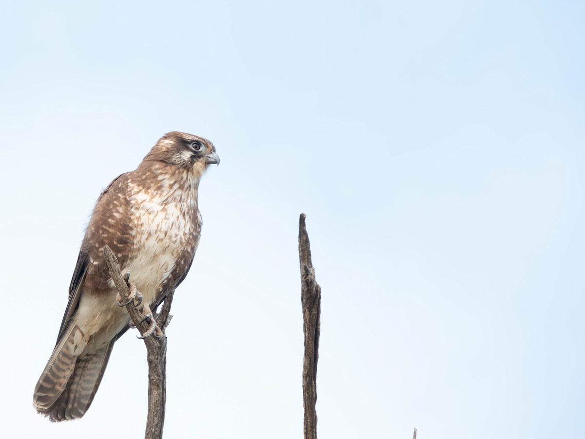 Brown Falcon - ML638249092