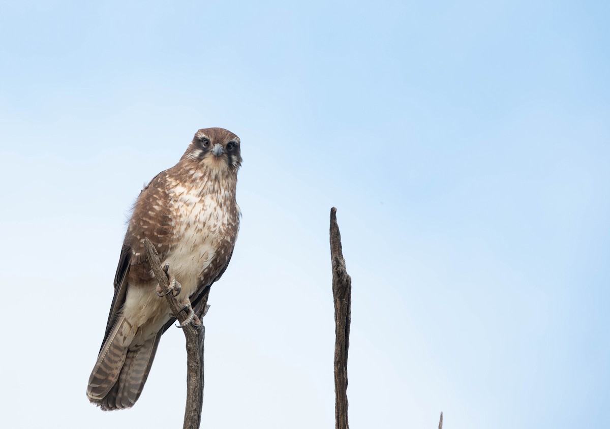 Brown Falcon - ML638249093