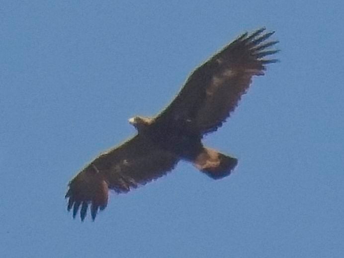 Golden Eagle - ML638249094