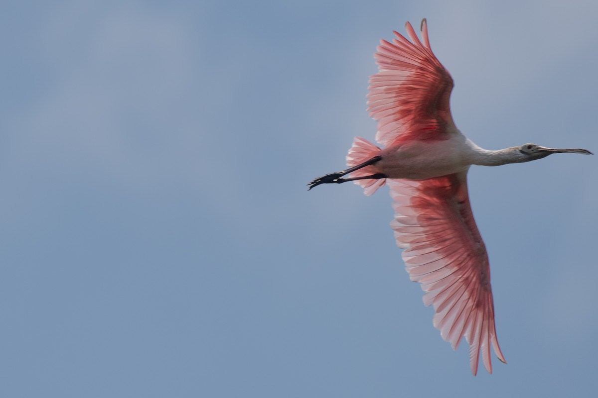 Roseate Spoonbill - ML638249098