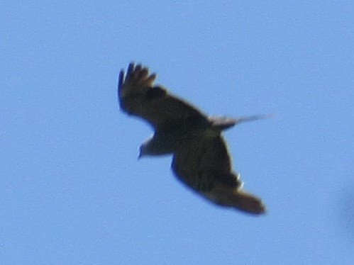 Mississippi Kite - ML638249099