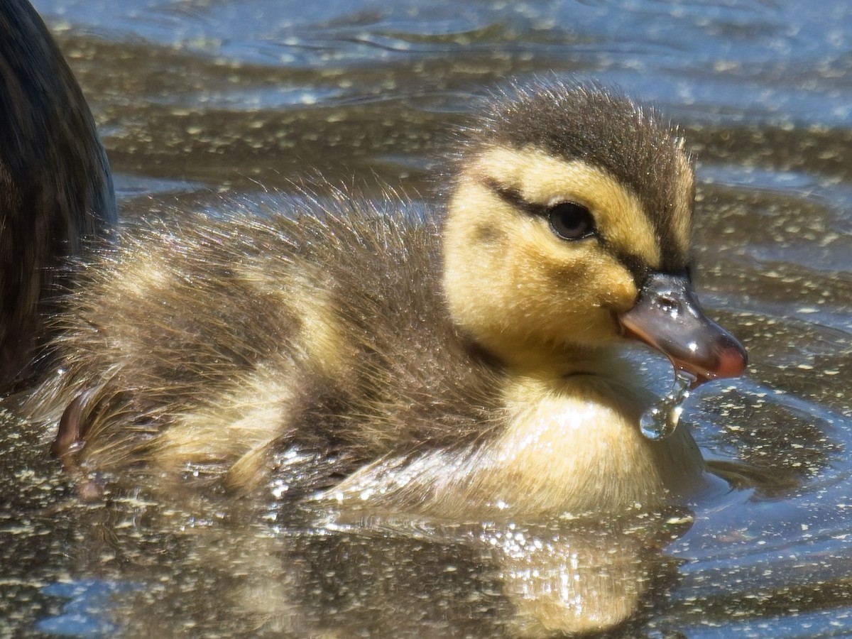 Mallard - ML638249119