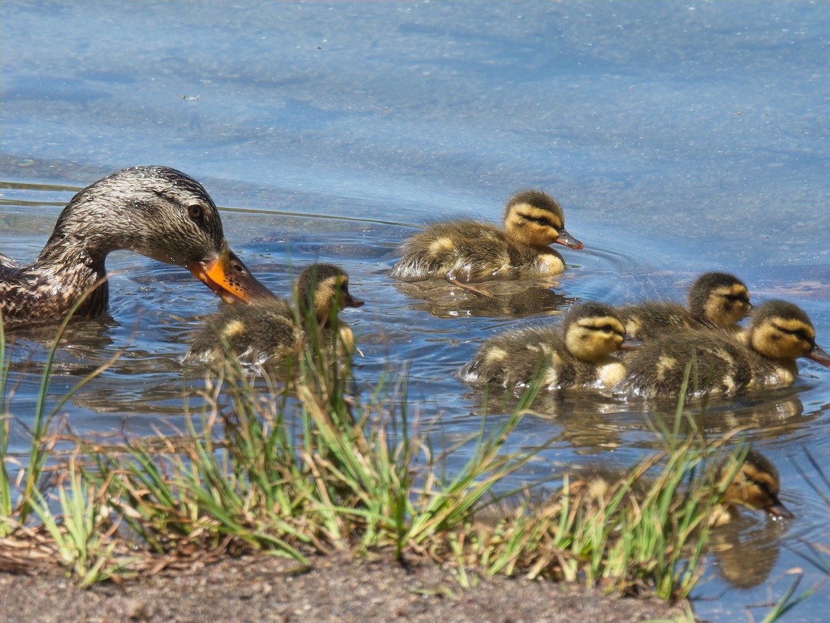 Mallard - ML638249122