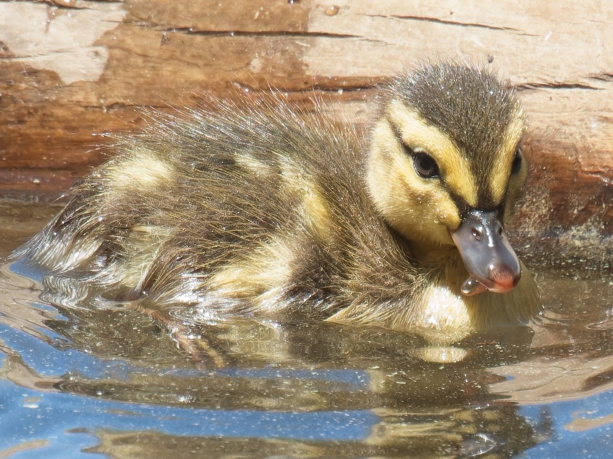 Mallard - ML638249129