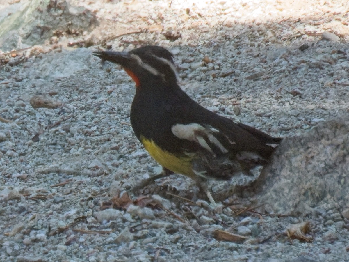 Williamson's Sapsucker - ML638249131