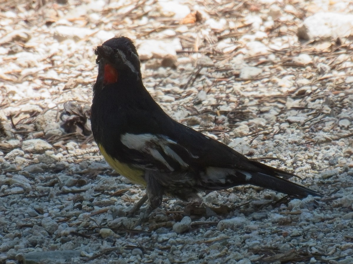 Williamson's Sapsucker - ML638249133