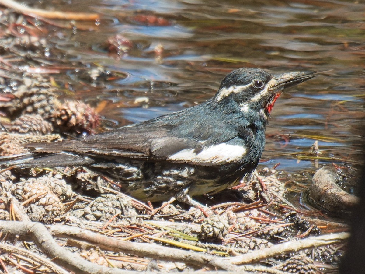 Williamson's Sapsucker - ML638249136