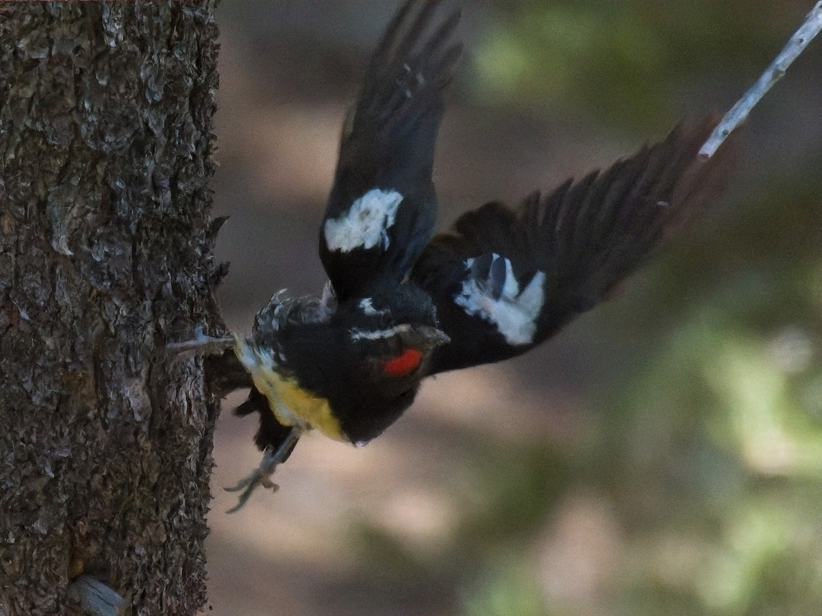 Williamson's Sapsucker - ML638249137