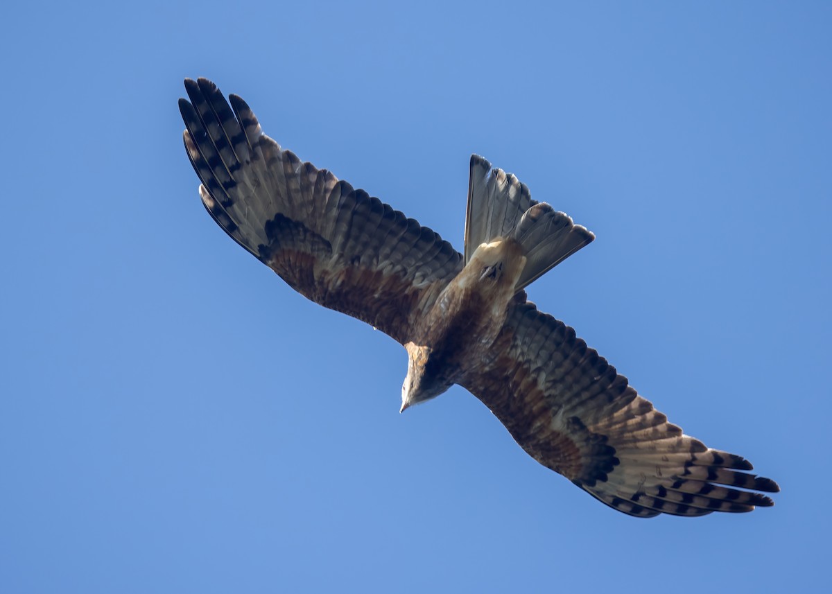 Square-tailed Kite - ML638249143