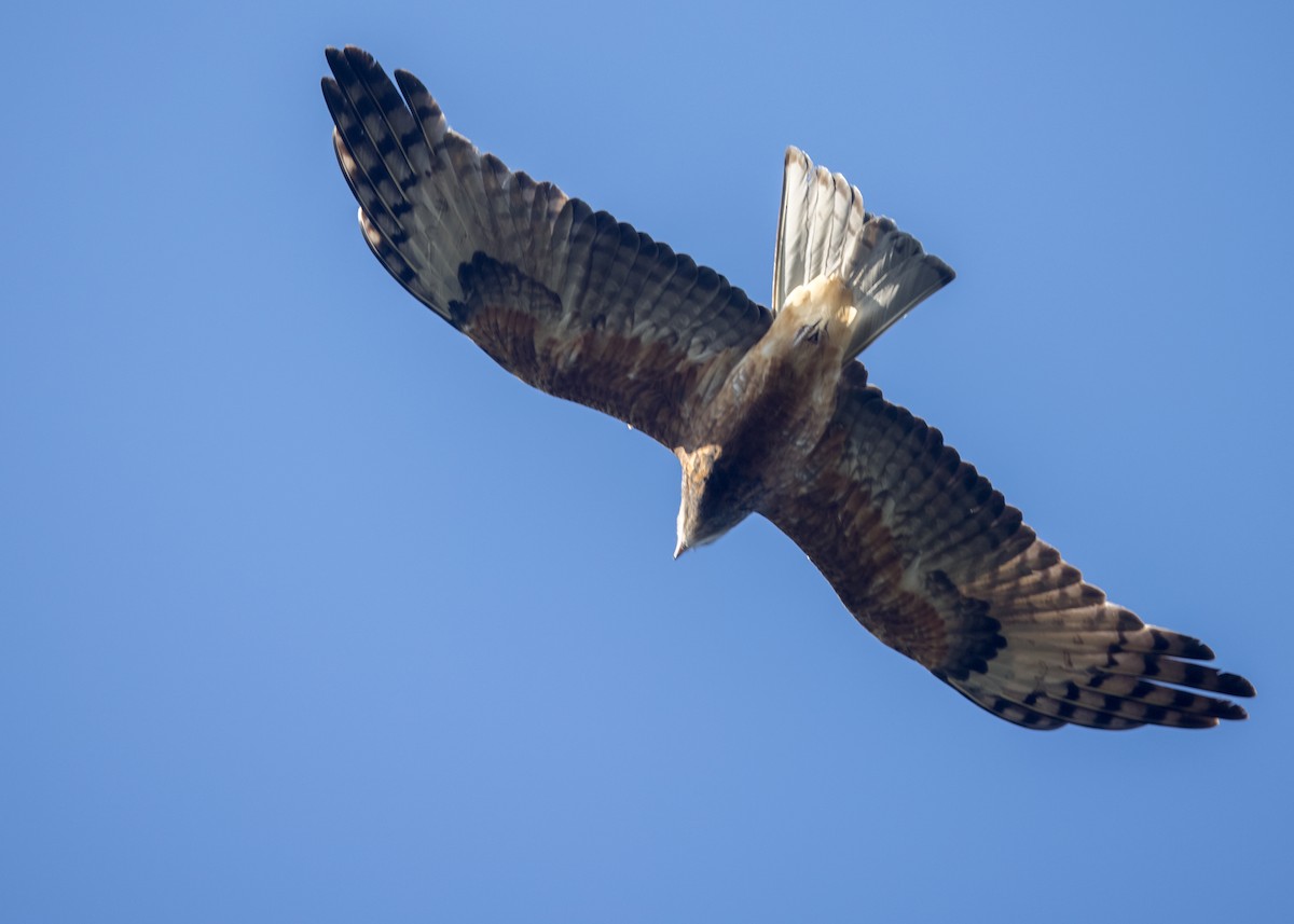 Square-tailed Kite - ML638249146