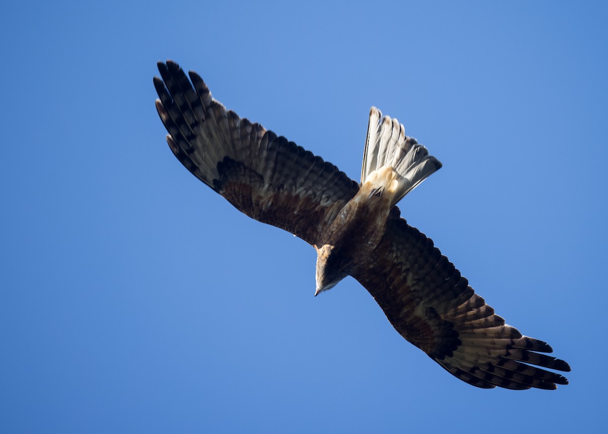 Square-tailed Kite - ML638249147