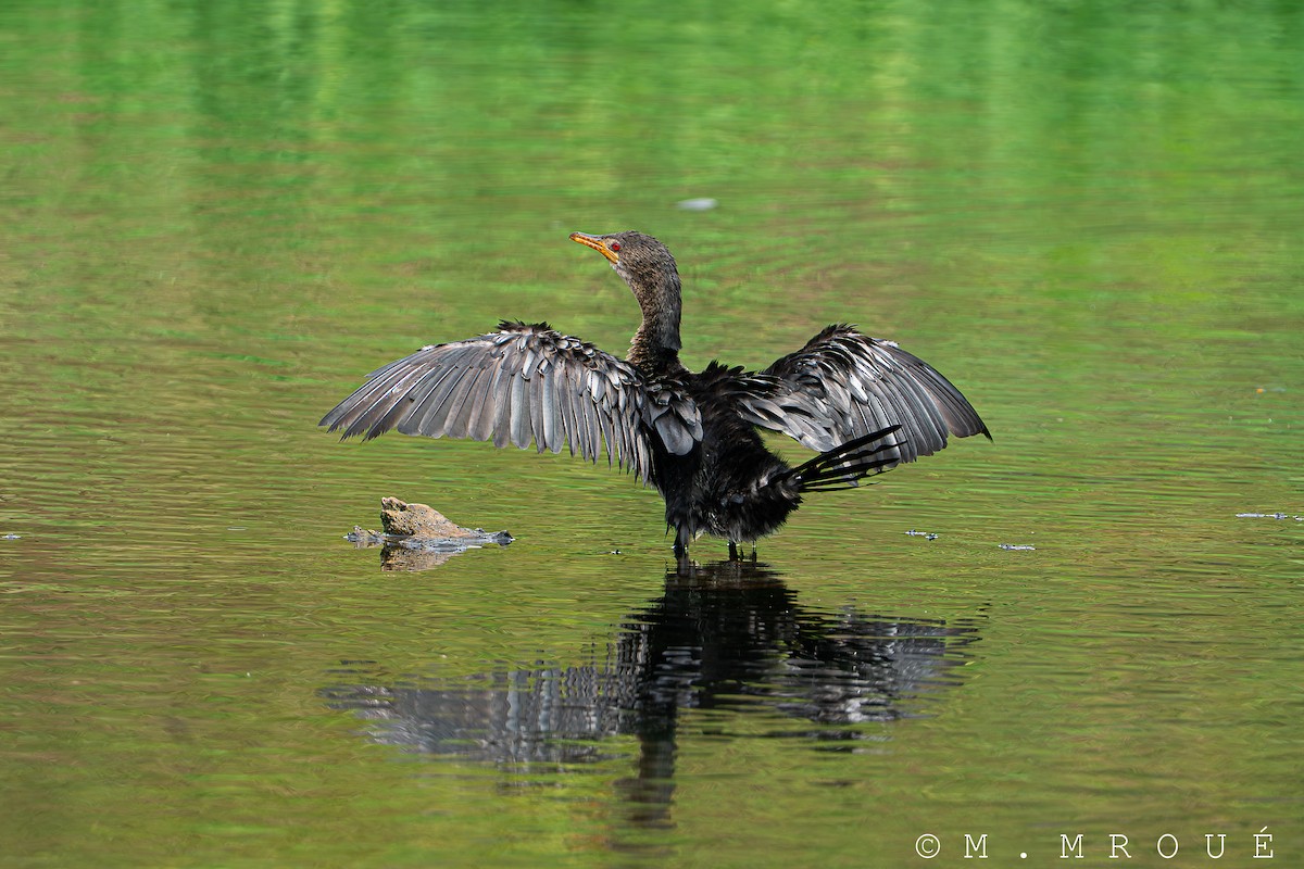 Reed Cormorant - ML638249149