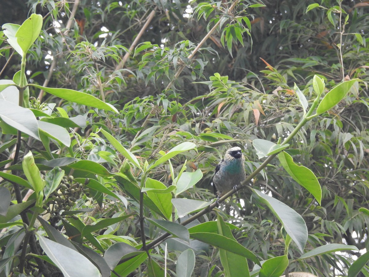 Metallic-green Tanager - ML638249150