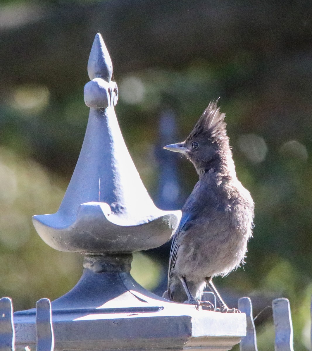 Steller's Jay - ML638249155