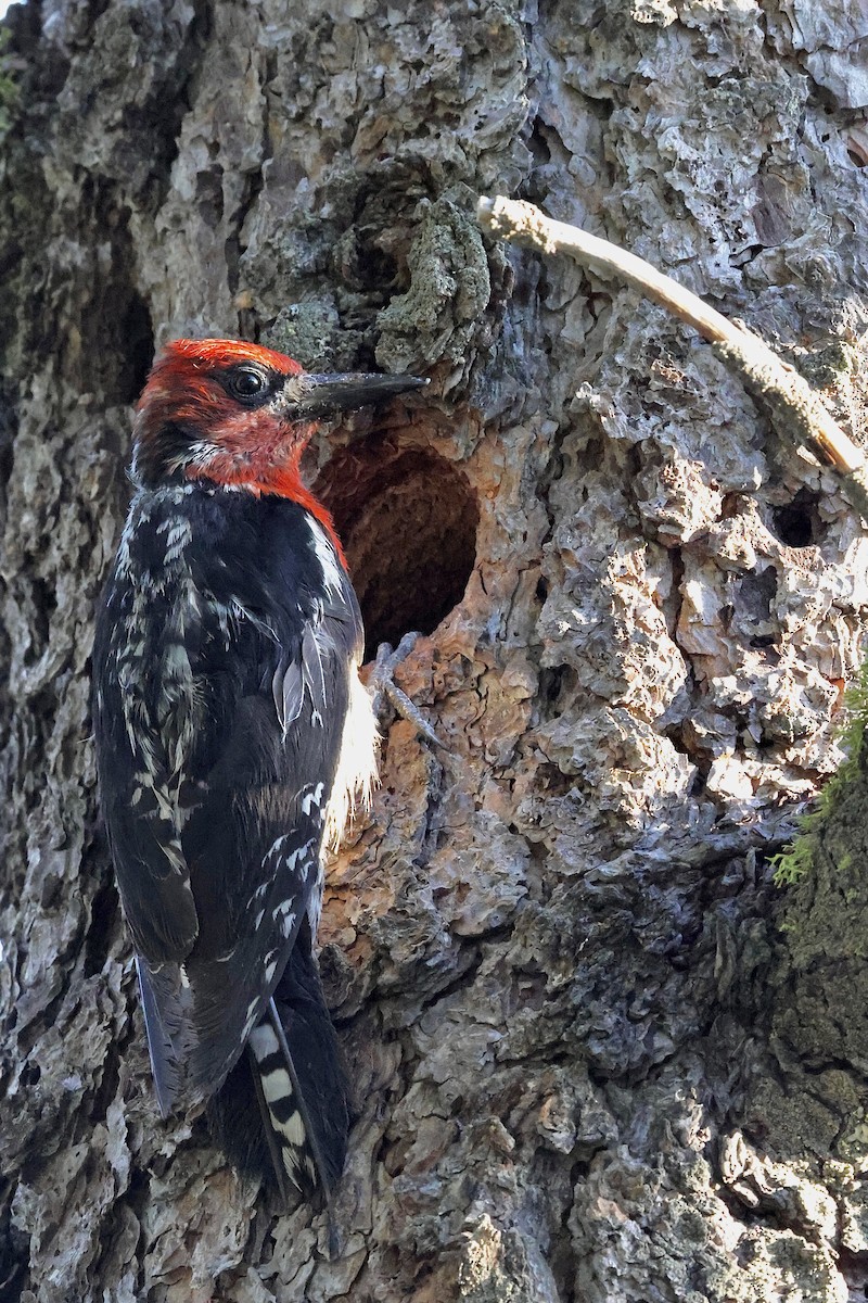 Feuerkopf-Saftlecker - ML638249170