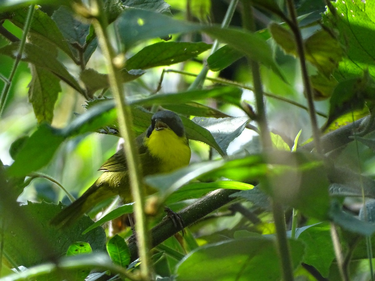 Southern Yellowthroat - ML638249173