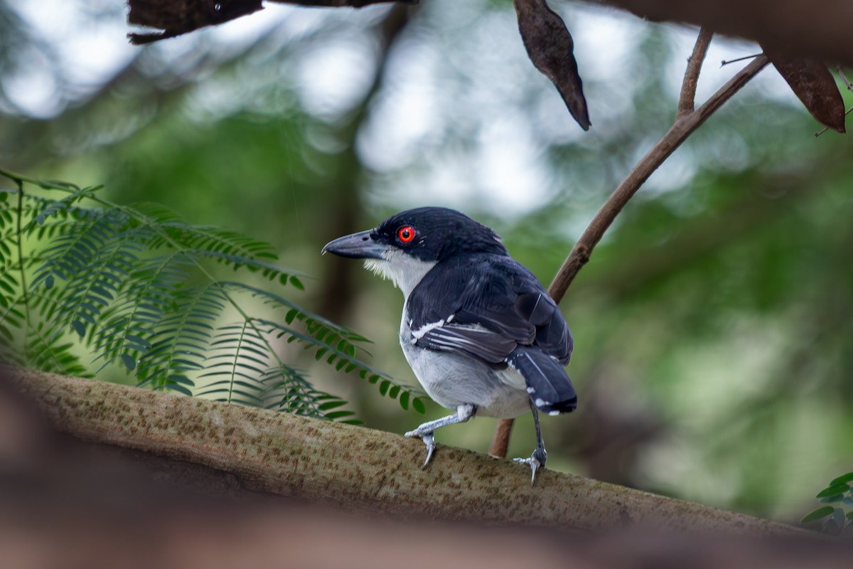 Great Antshrike - ML638249192