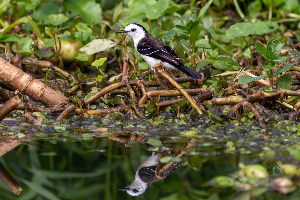 Black-backed Water-Tyrant - ML638249198
