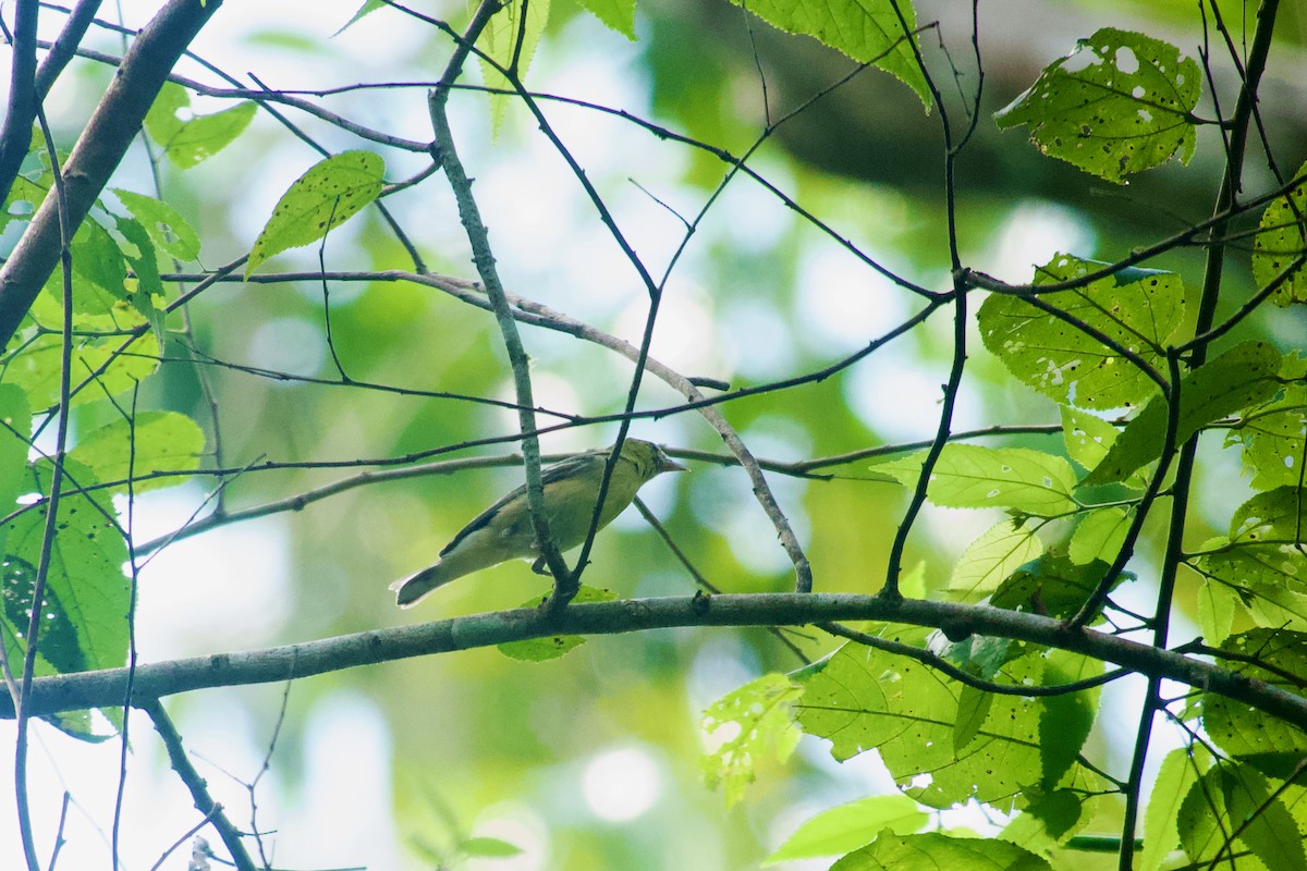 Bay-breasted Warbler - ML638249207