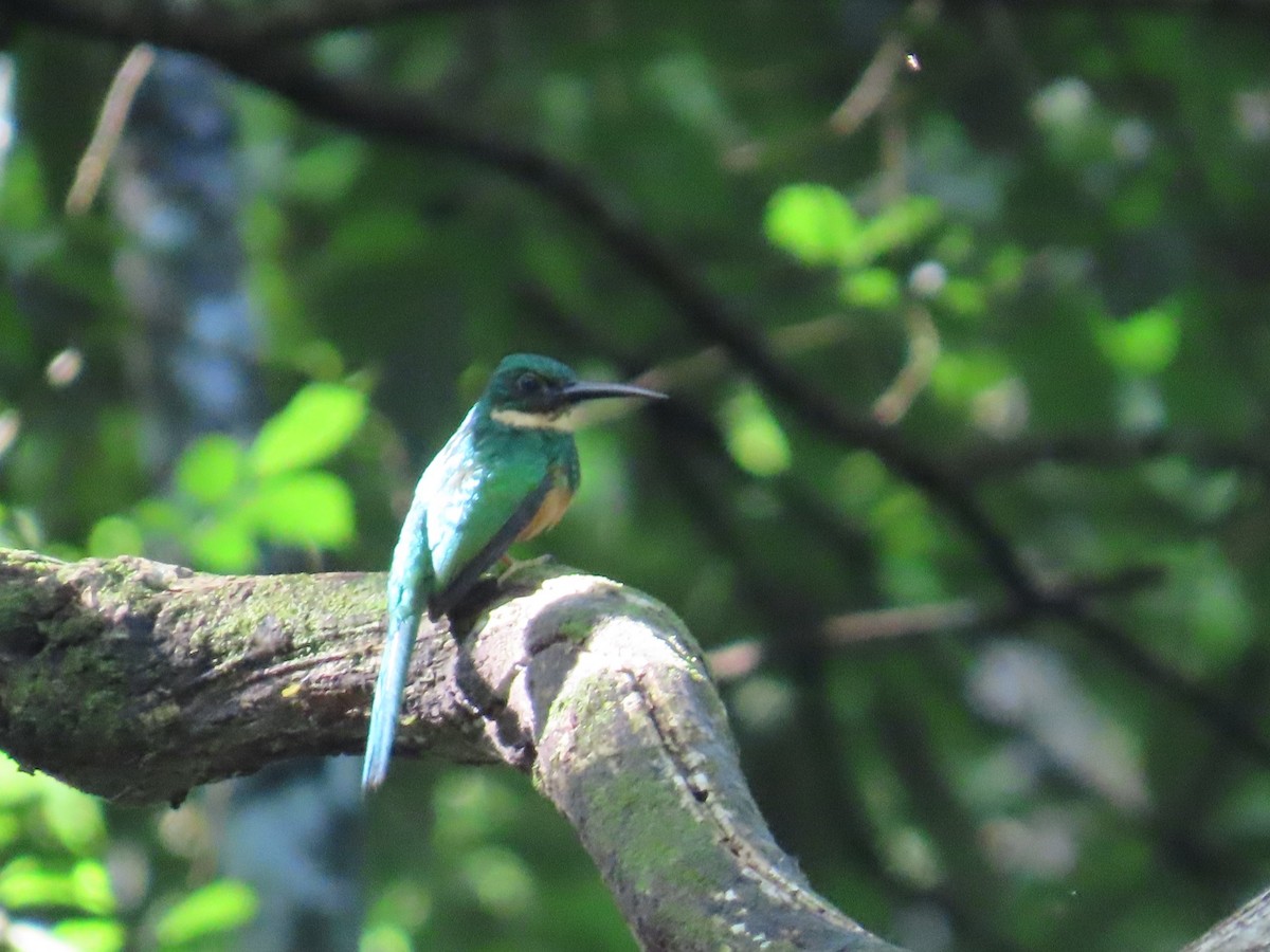 Rufous-tailed Jacamar - ML638249225